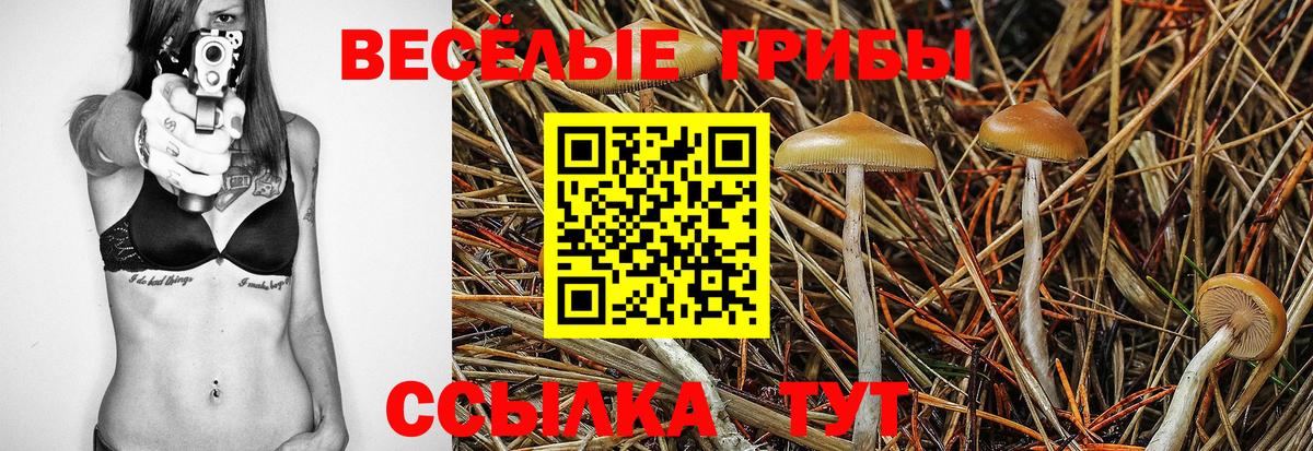 Псилоцибиновые грибы GOLDEN TEACHER Вичуга